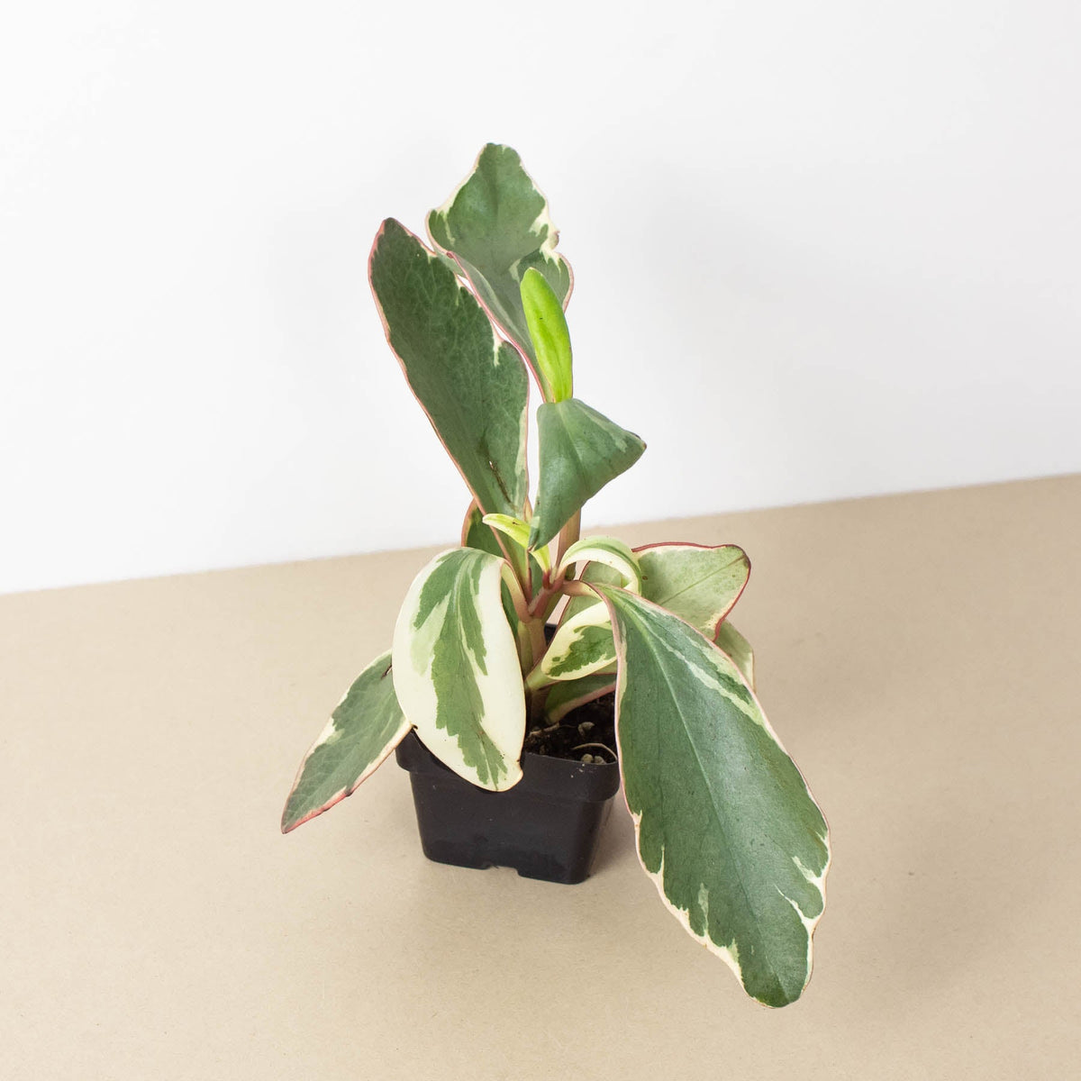 Peperomia 'Ginny', view 2