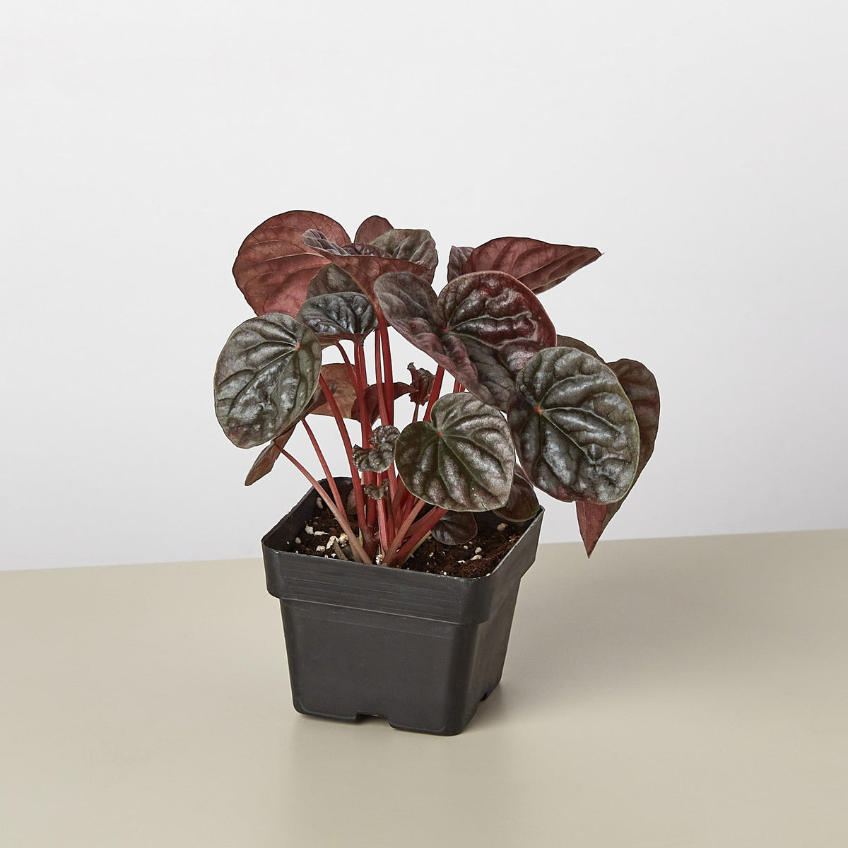 Peperomia 'Ripple Red', view 2
