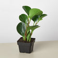 Peperomia 'Thailand' baby rubber plant, view 2