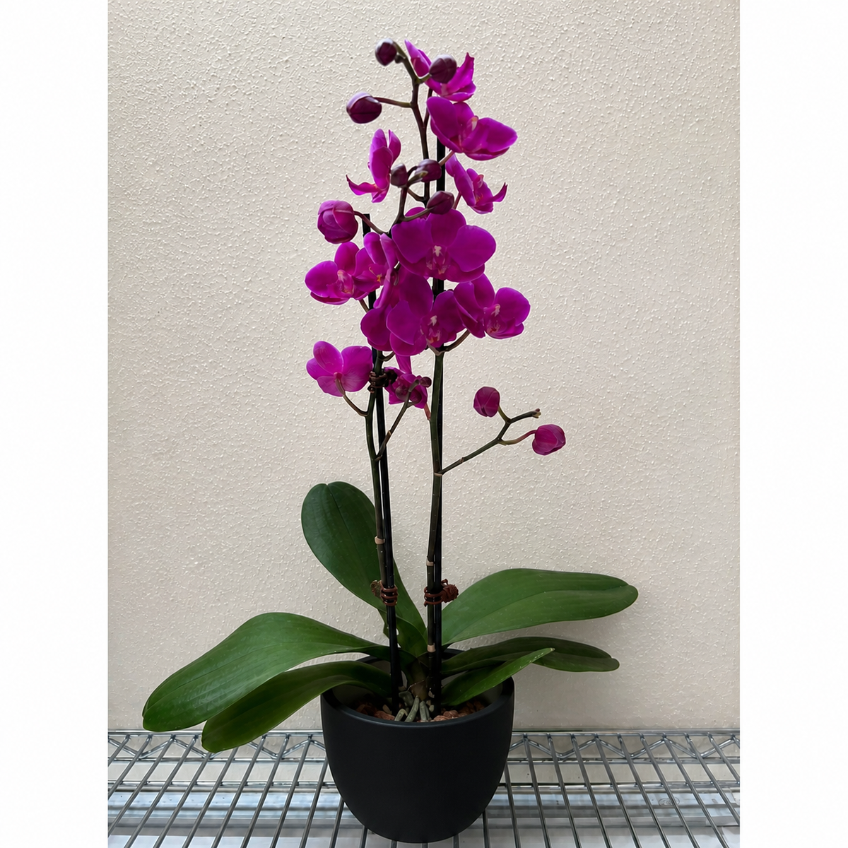 Orchid 'Purple Phalaenopsis', view 2
