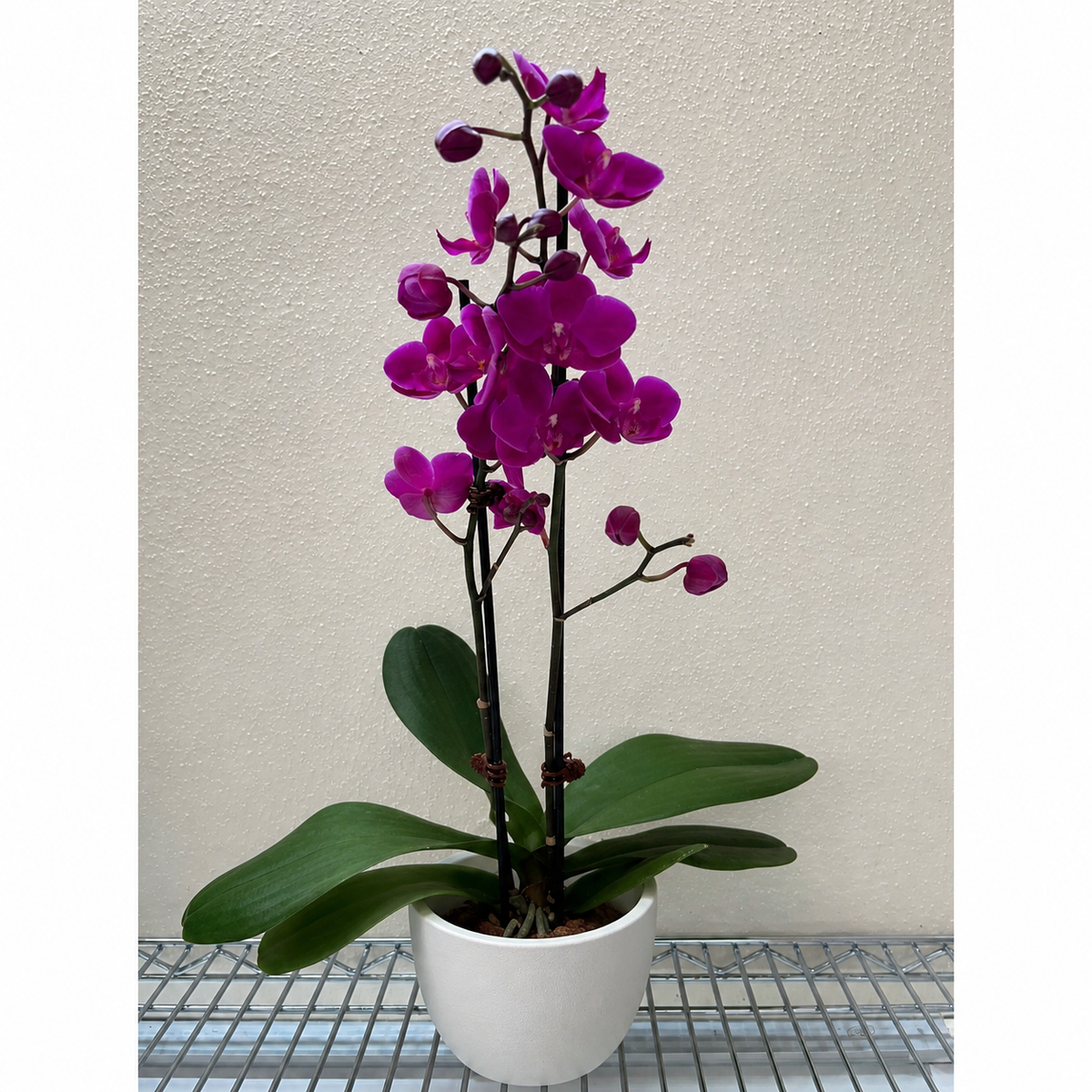Orchid 'Purple Phalaenopsis', view 3