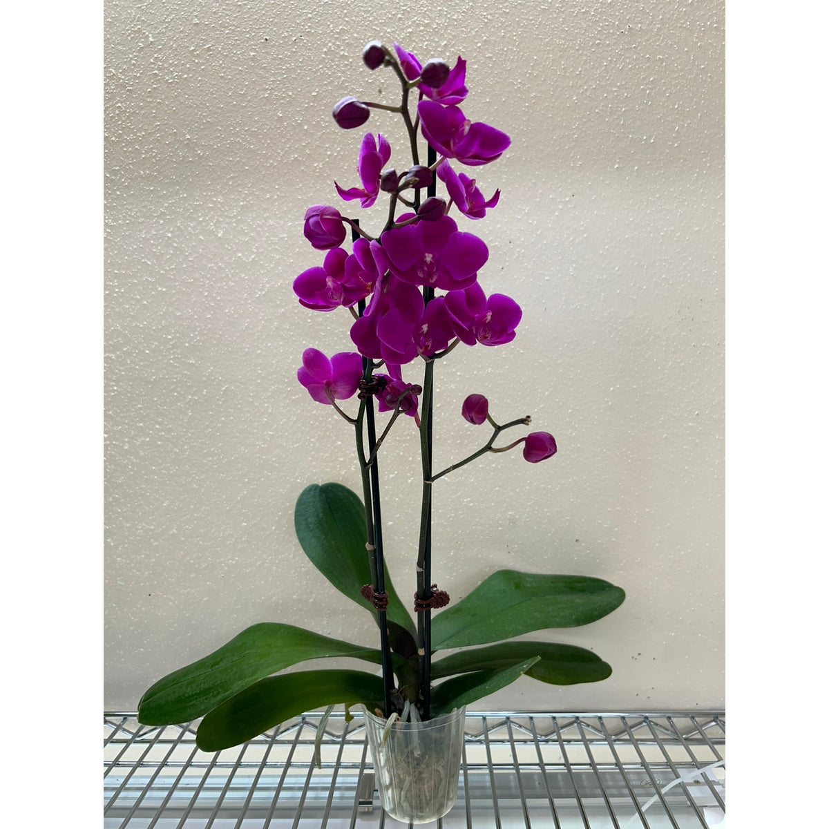 Orchid 'Purple Phalaenopsis'