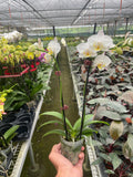Orchid 'White Phalaenopsis', view 2