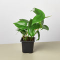 Heartleaf Philodendron cordatum