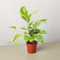 Golden Pothos, view 2