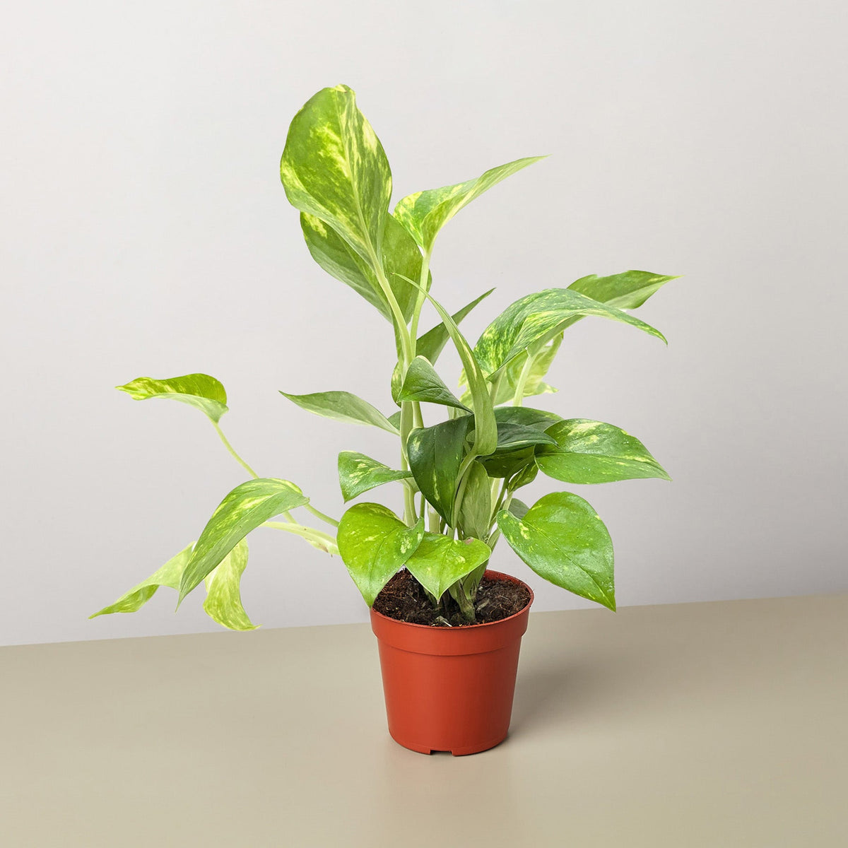 Golden Pothos, view 2