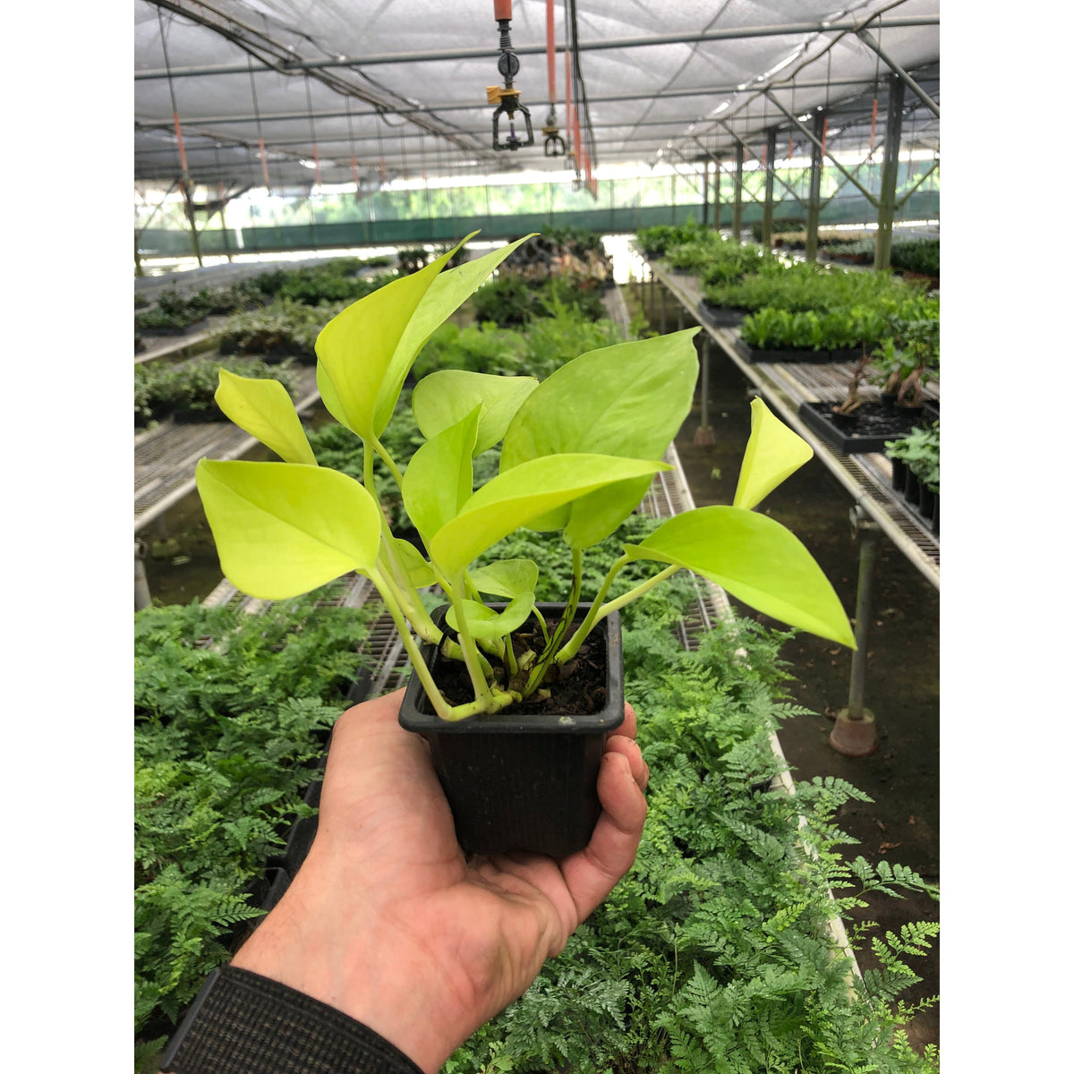 Neon Pothos, view 2