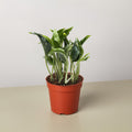 Pothos Shangri La