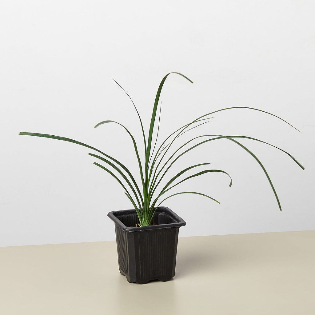 Palm Ponytail, view 2