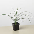 Palm Ponytail, view 2