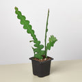 Epiphyllum 'Ric Rac' Cactus, view 2