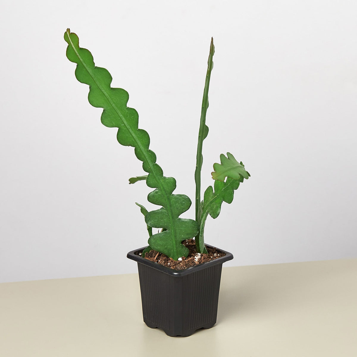 Epiphyllum 'Ric Rac' Cactus, view 2
