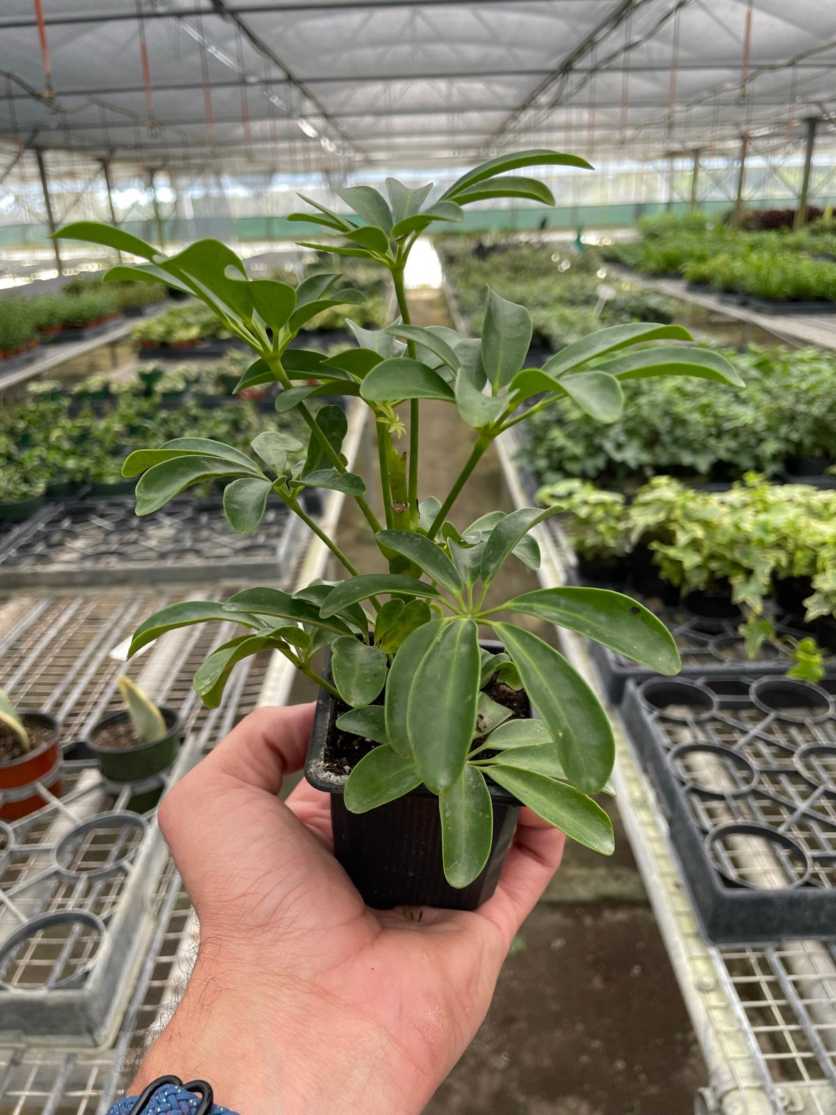 Schefflera arboricola dwarf umbrella tree, view 2
