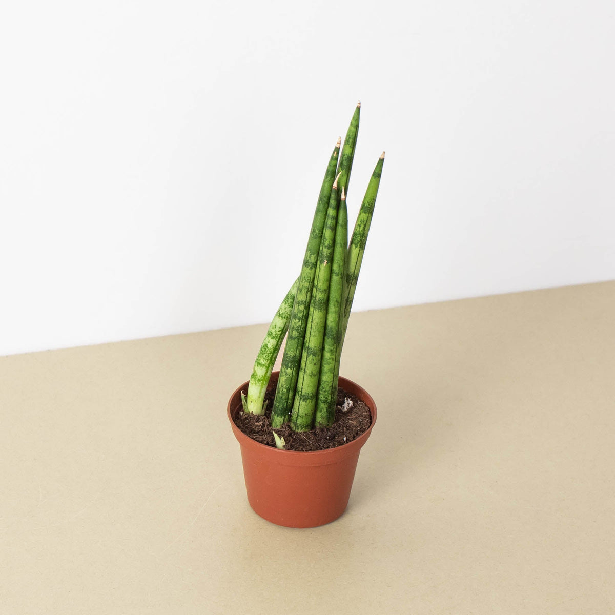 Snake Plant 'Cylindrica', view 2