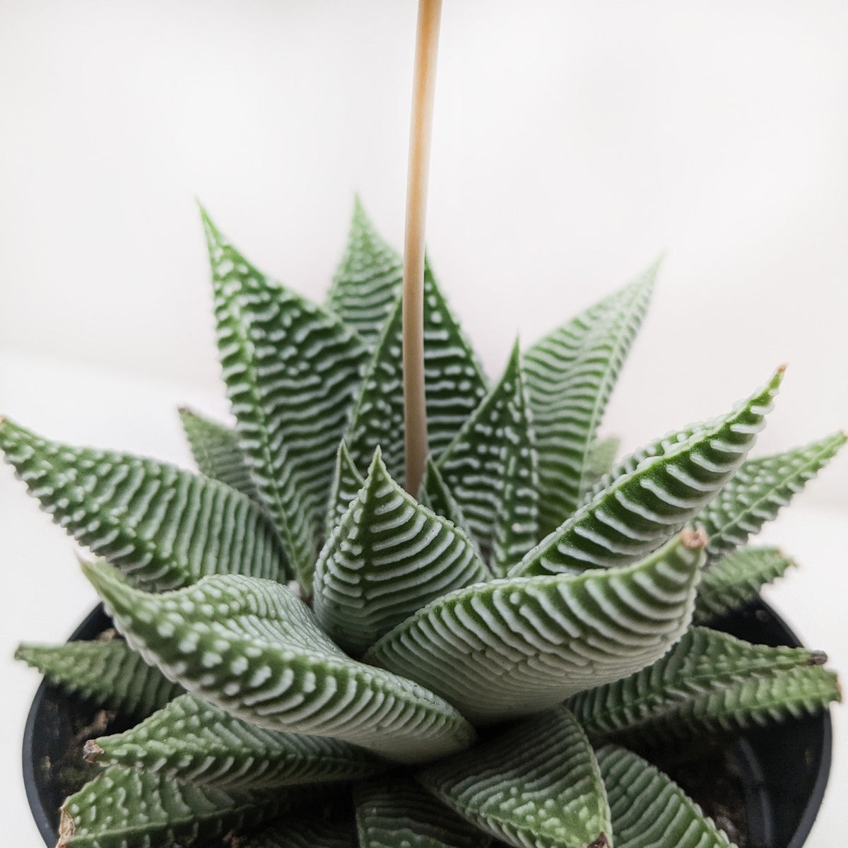Succulent Haworthia Miami, view 2