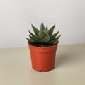 Succulent Haworthia Savanna, view 2
