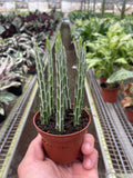 Succulent Senecio Stapeliiformis 'Pickle Plant', view 2