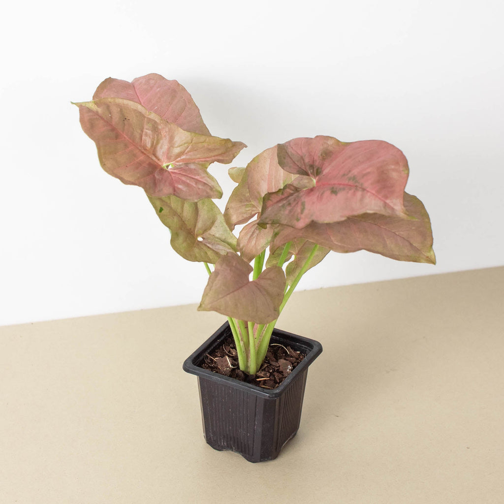 Syngonium 'Strawberry', view 2