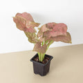 Syngonium 'Strawberry', view 2