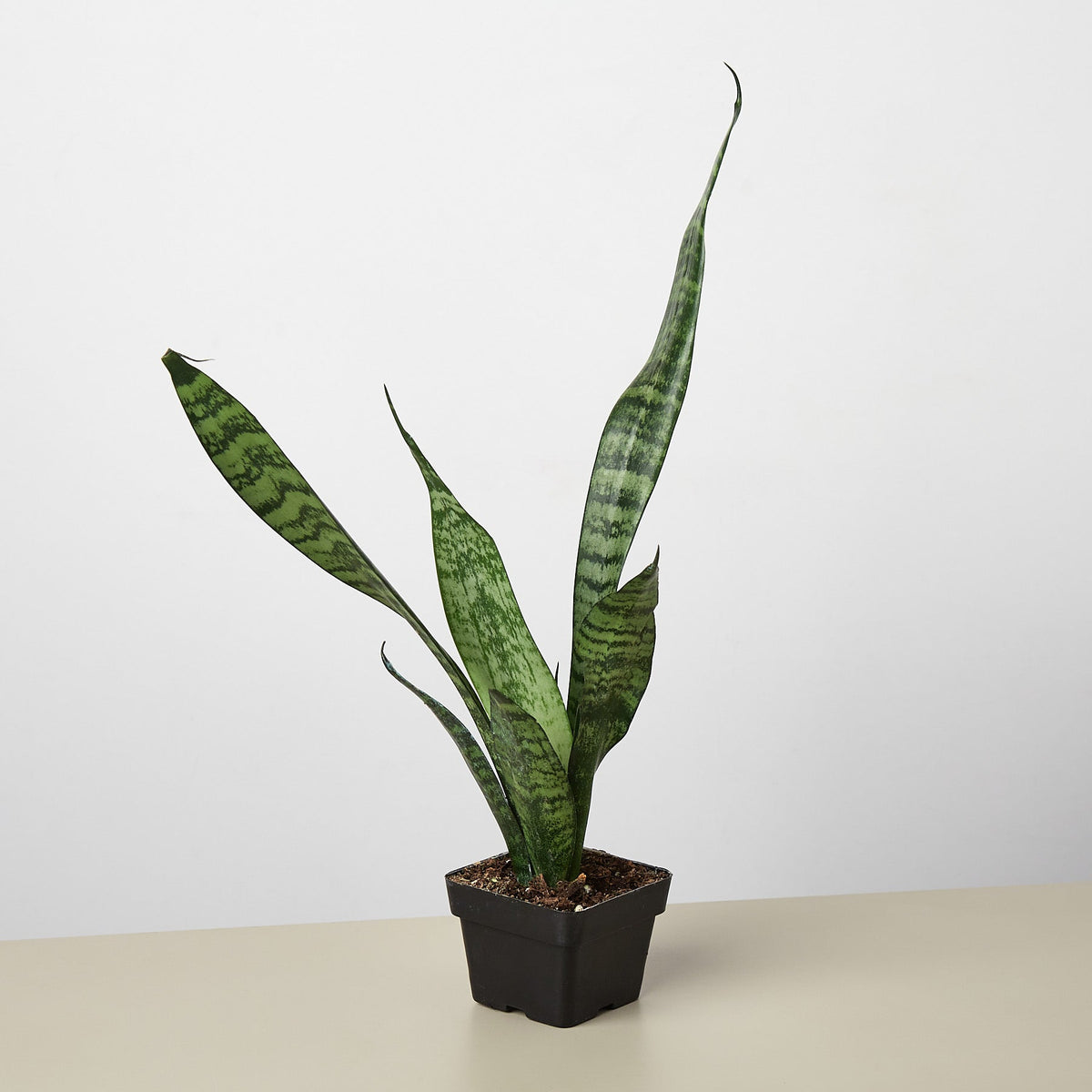 Snake Plant Zeylanica, view 2