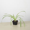 Spider Plant Reverse, view 2