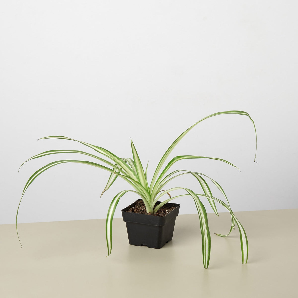 Spider Plant Reverse, view 2
