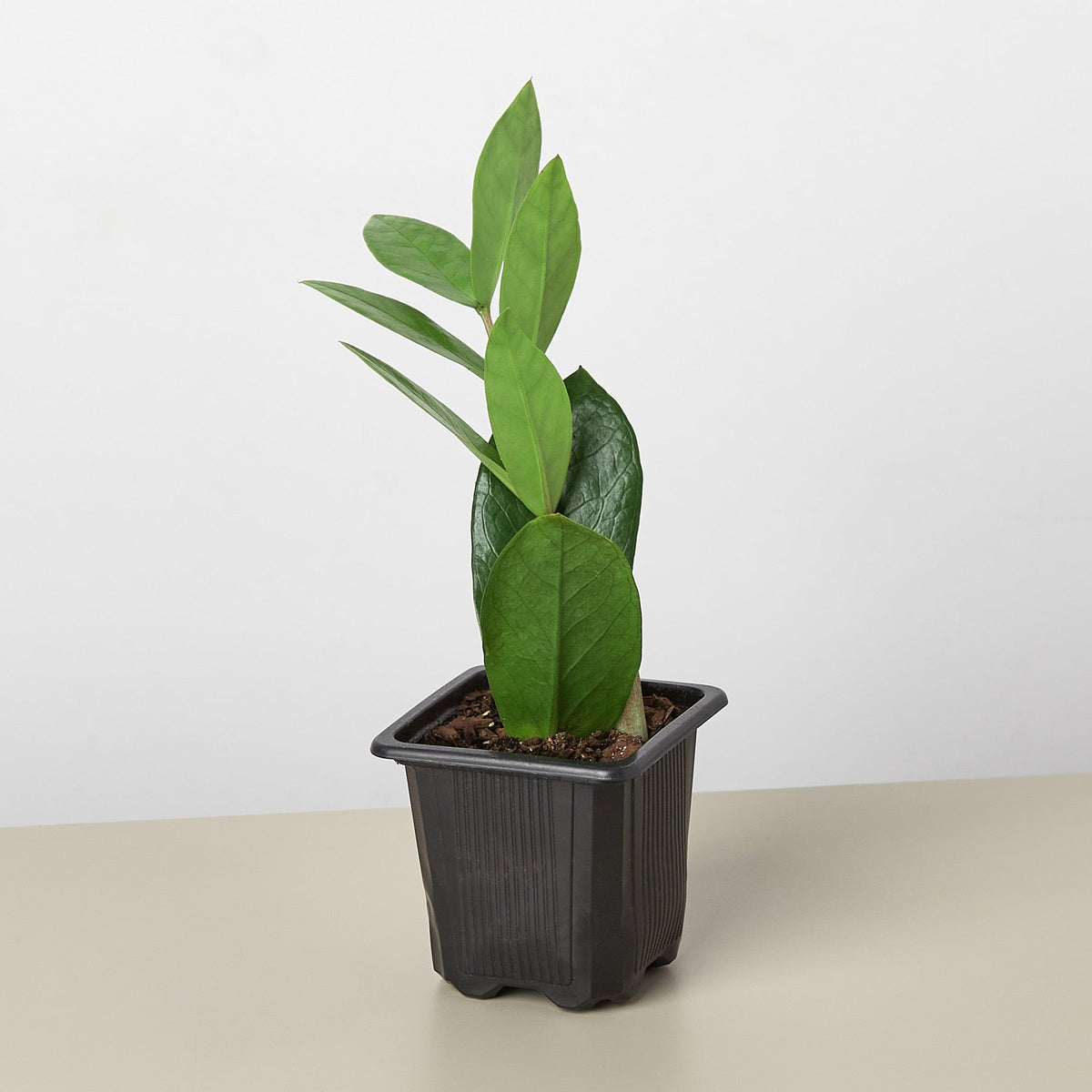 ZZ plant Zamioculcas zamiifolia, view 4