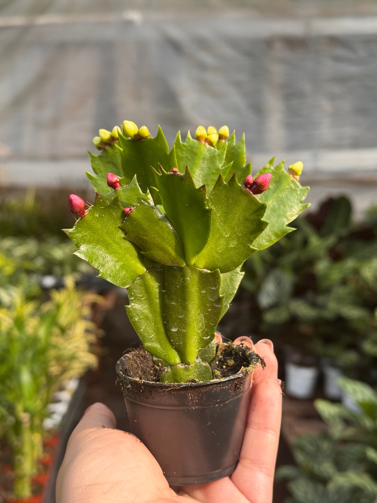 Zygocactus 'Christmas Cactus', view 3