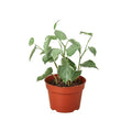 Peperomia 'Cupid', view 2