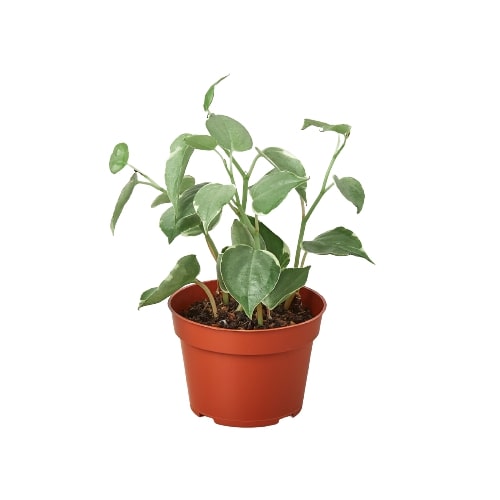 Peperomia 'Cupid', view 2