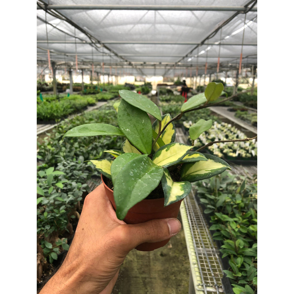Hoya Carnosa 'Krimson Princess', view 2