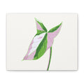 Syngonium Tricolor Canvas Print – Botanical Wall Art