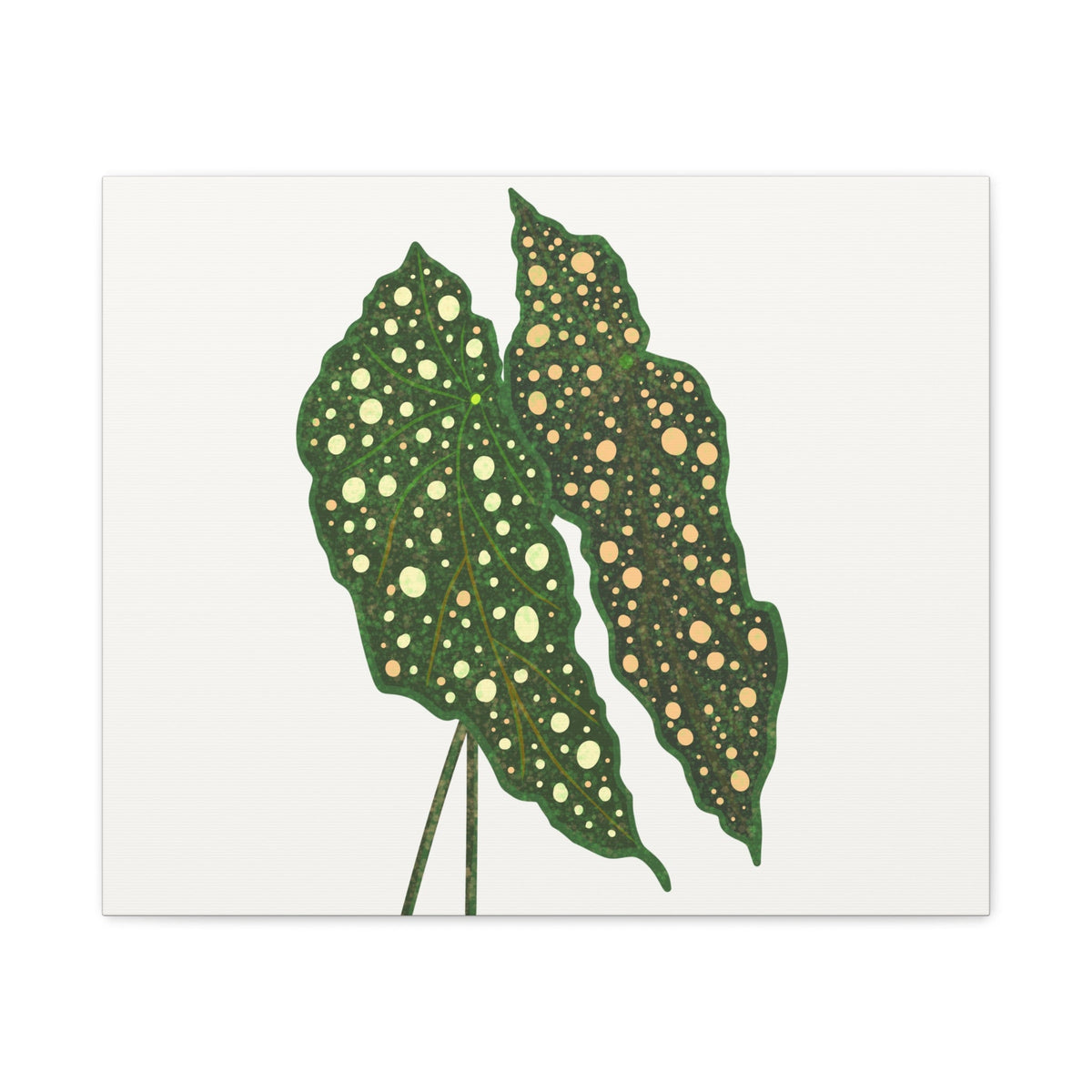 Begonia Maculata Canvas Print – Botanical Wall Art, view 4