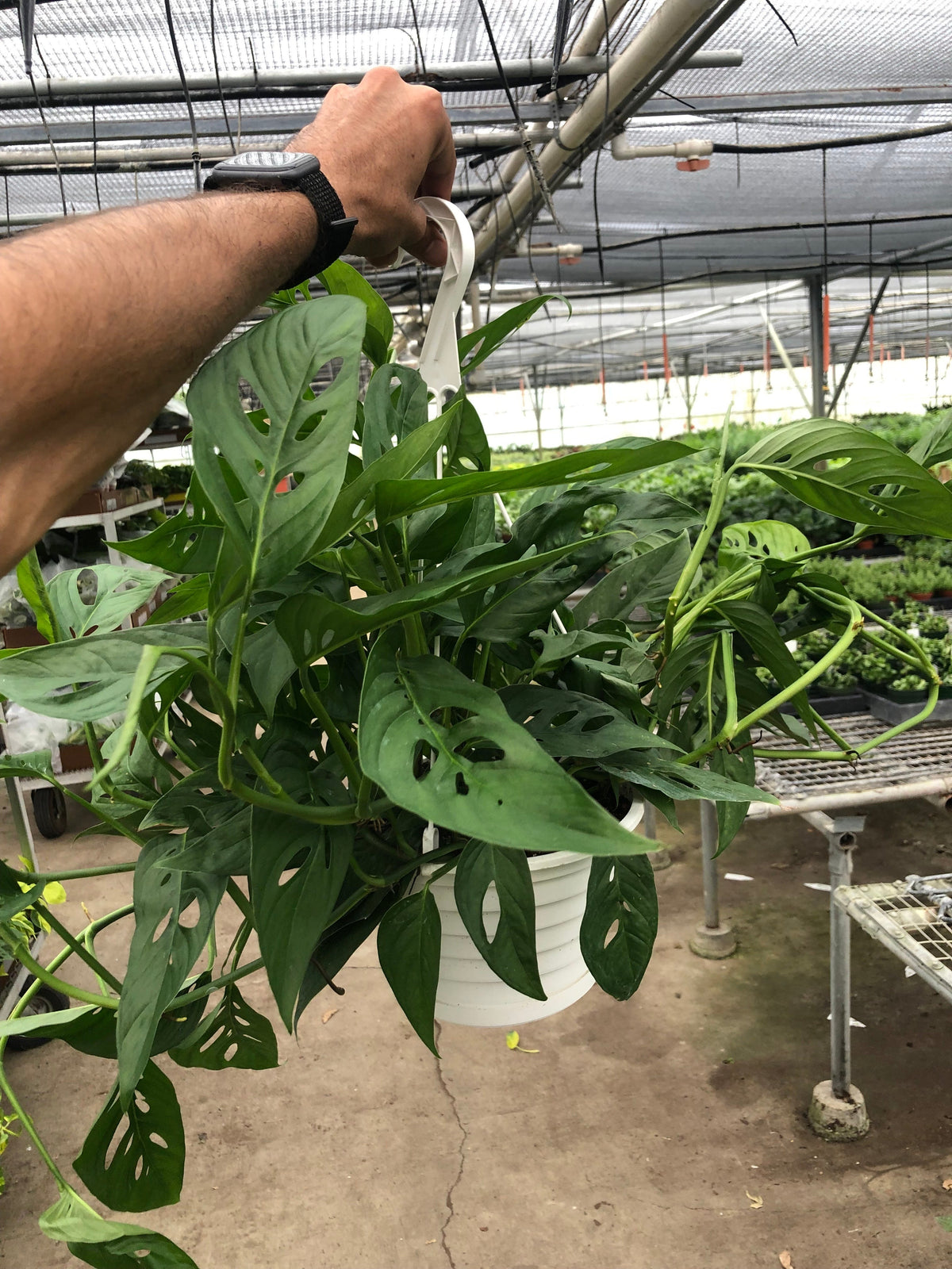 Monstera adansonii Swiss cheese vine, view 7