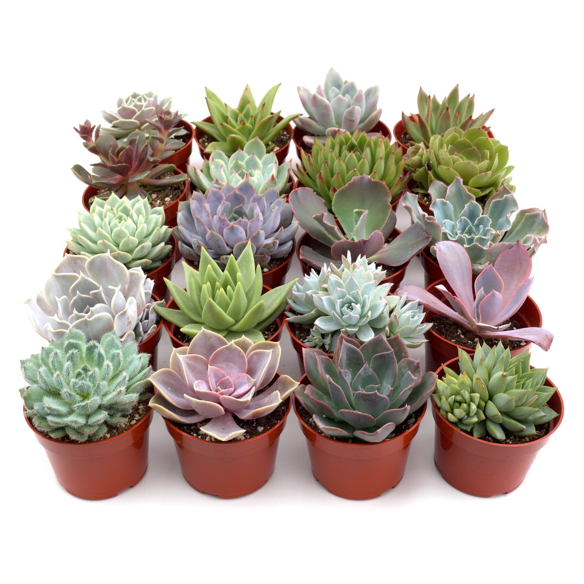 Succulent Variety Packs, view 3
