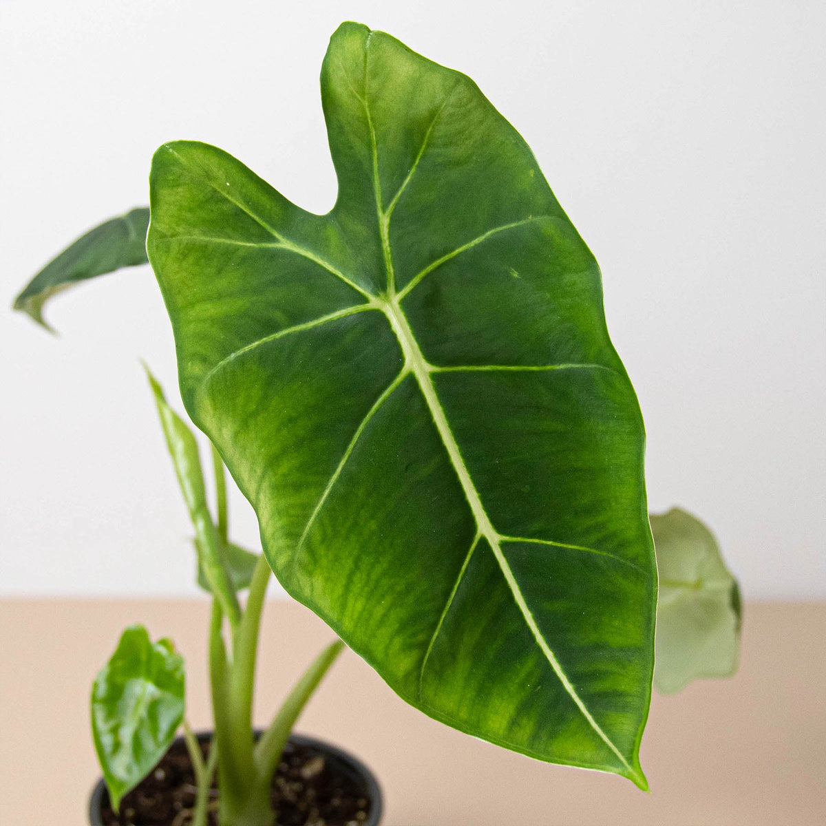 Alocasia Micholitziana 'Frydek', view 2