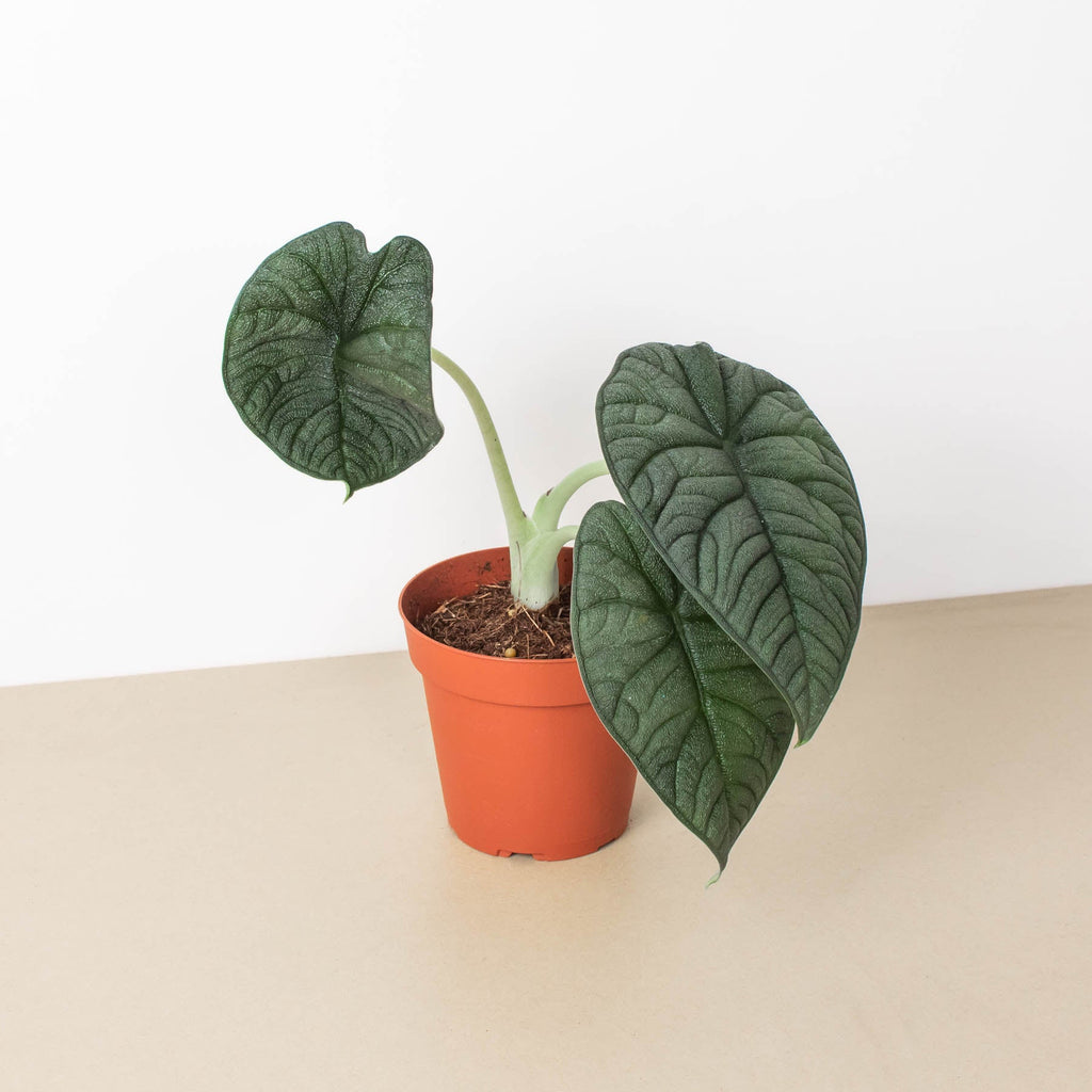 Alocasia 'Melo', view 2