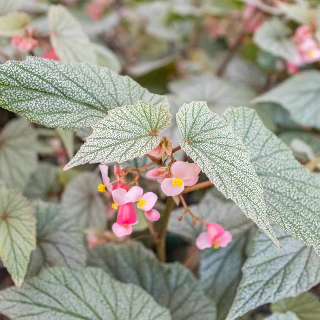 Begonia 'Frosty', view 2