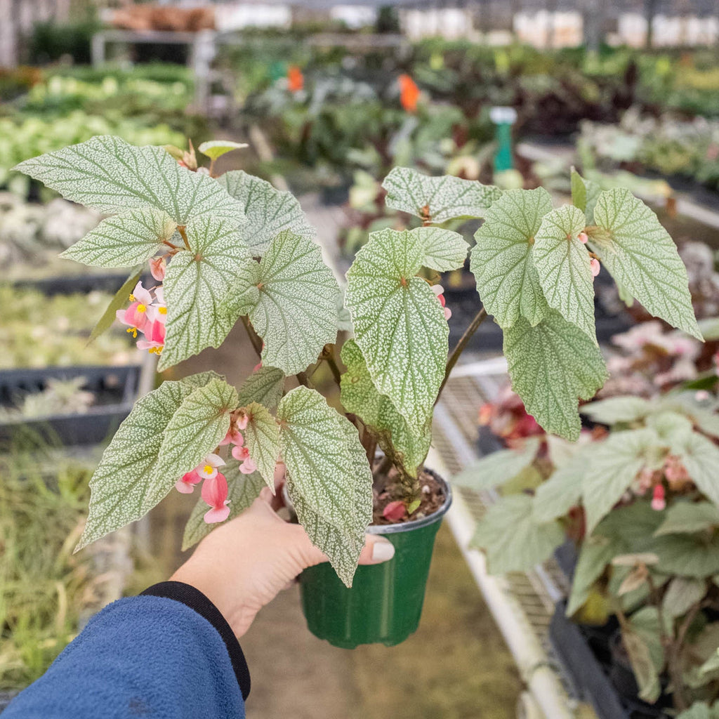Begonia 'Frosty', view 3
