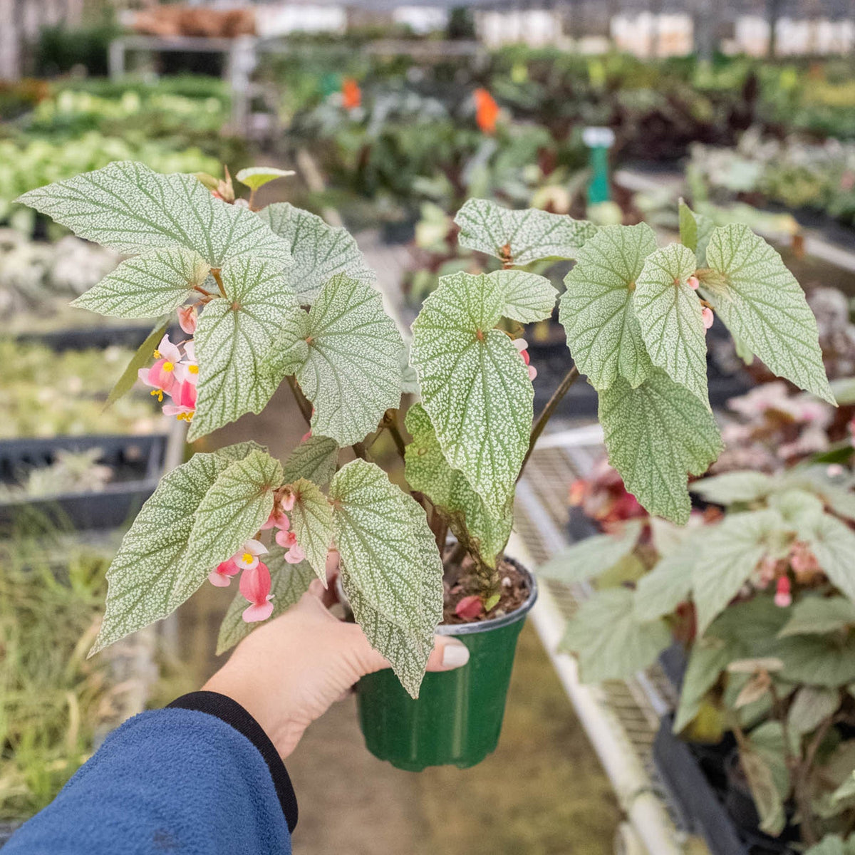 Begonia 'Frosty', view 3