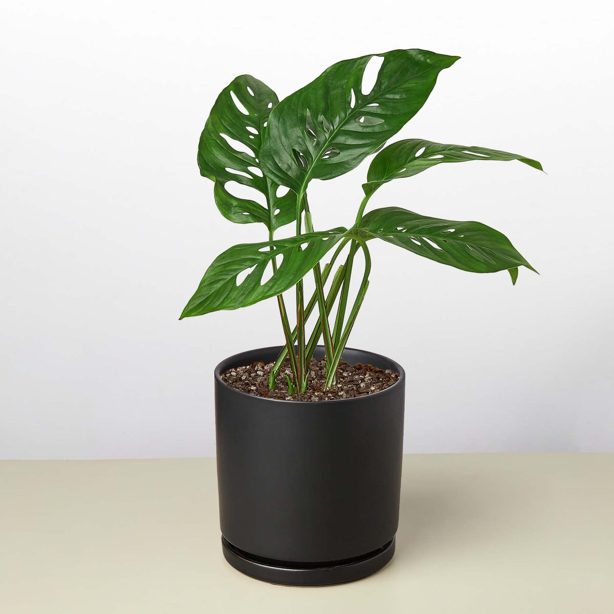 Monstera adansonii Swiss cheese vine, view 10