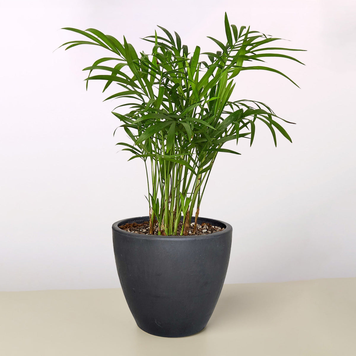Parlor Palm, view 2