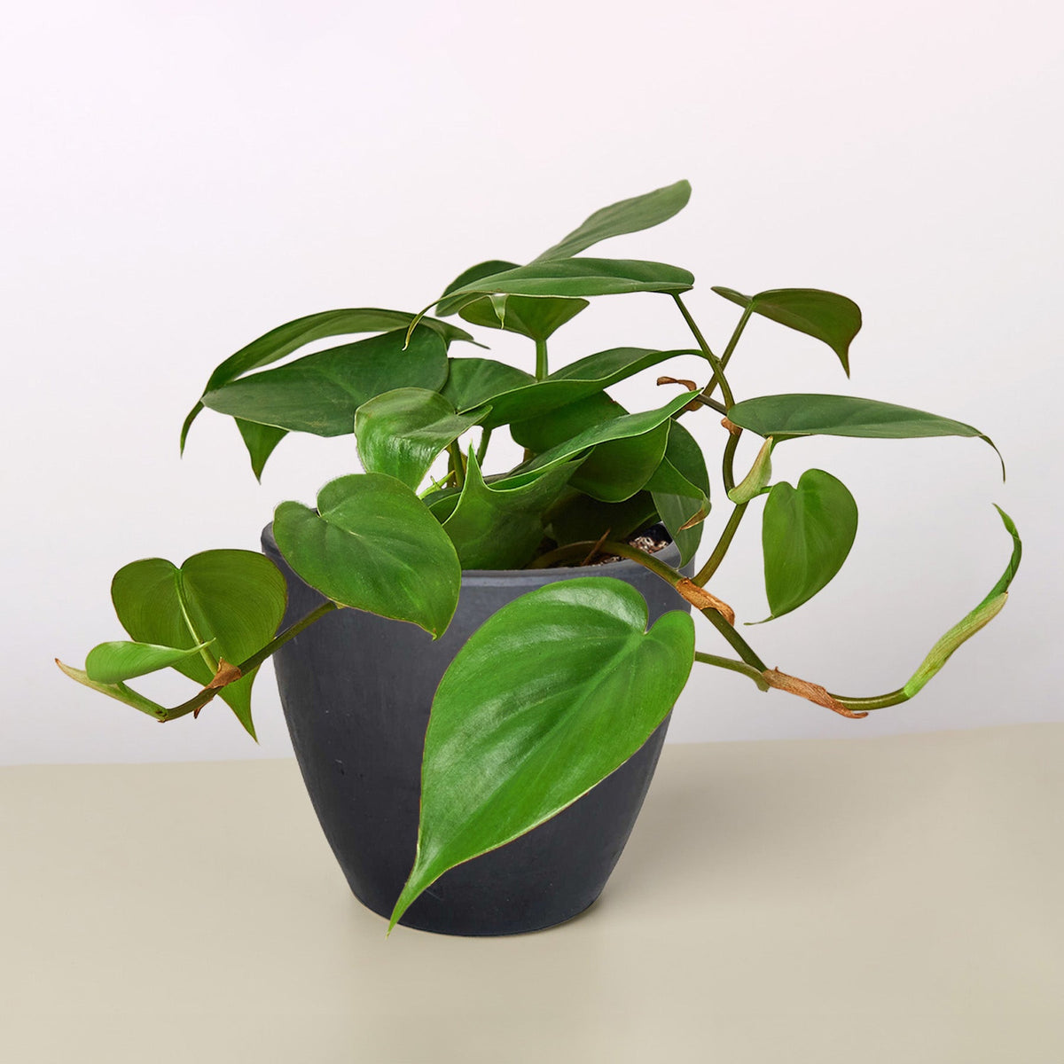 Heartleaf Philodendron cordatum, view 2