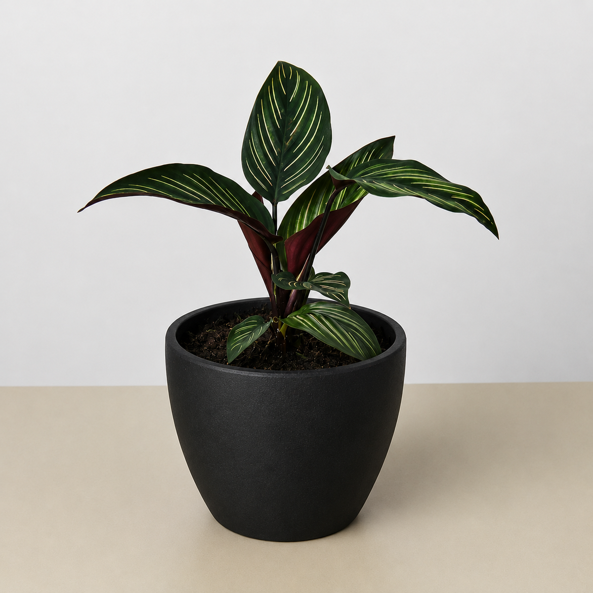 Calathea Beauty Star, view 3