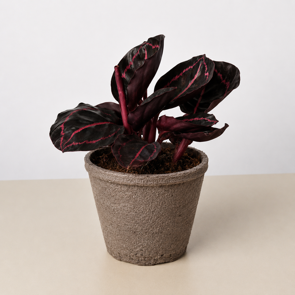 Calathea Dottie, view 2