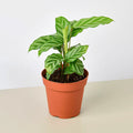 Calathea Freddie concinna