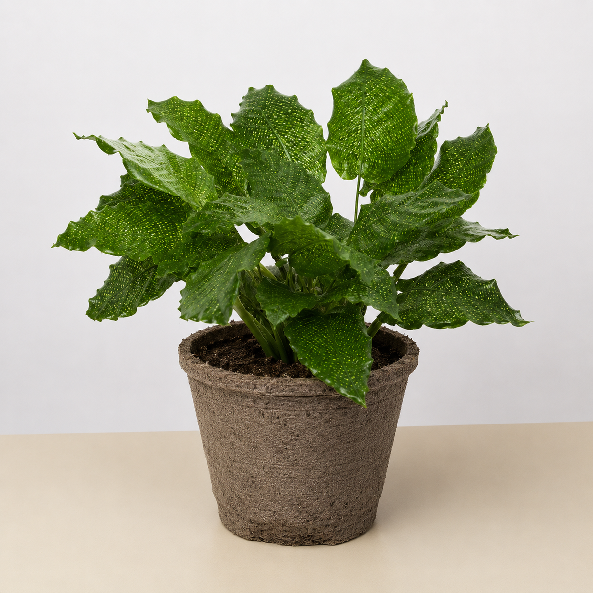 Calathea 'Musaica', view 4