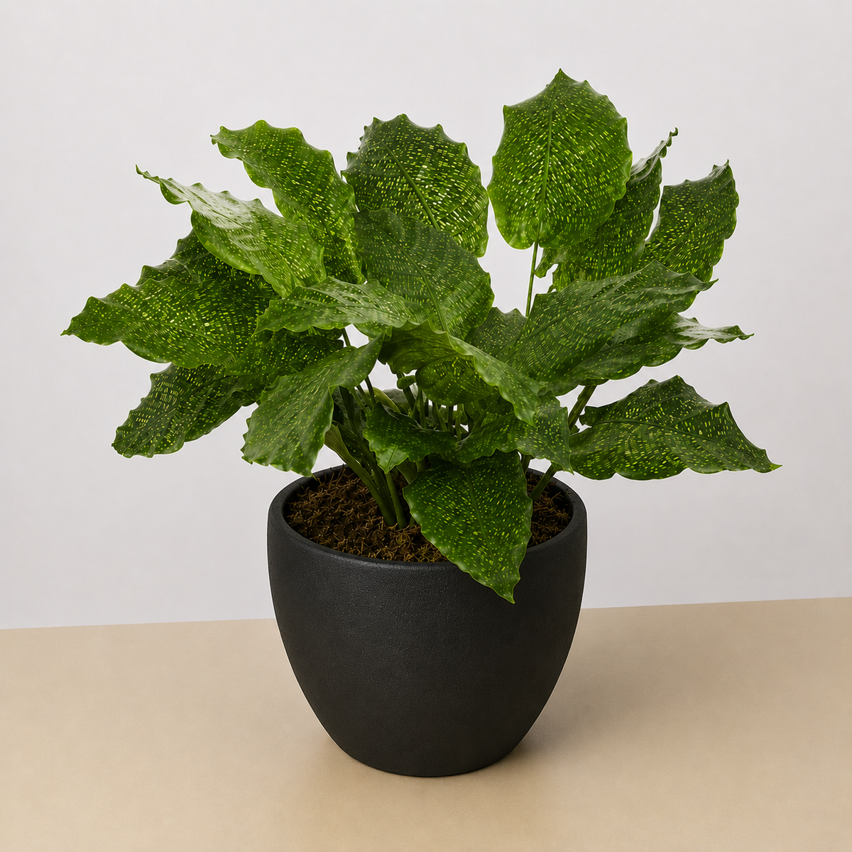 Calathea 'Musaica', view 5