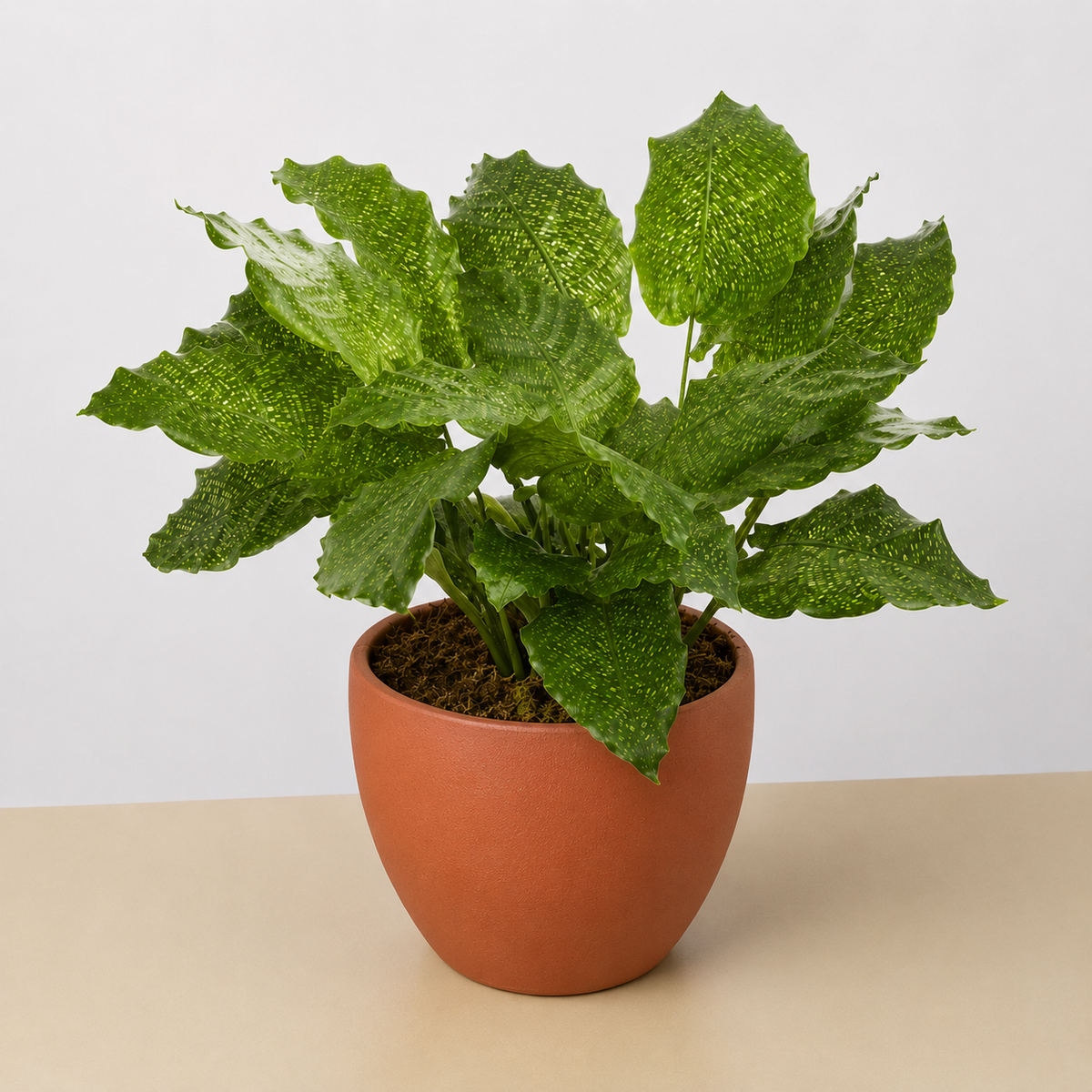 Calathea 'Musaica', view 6