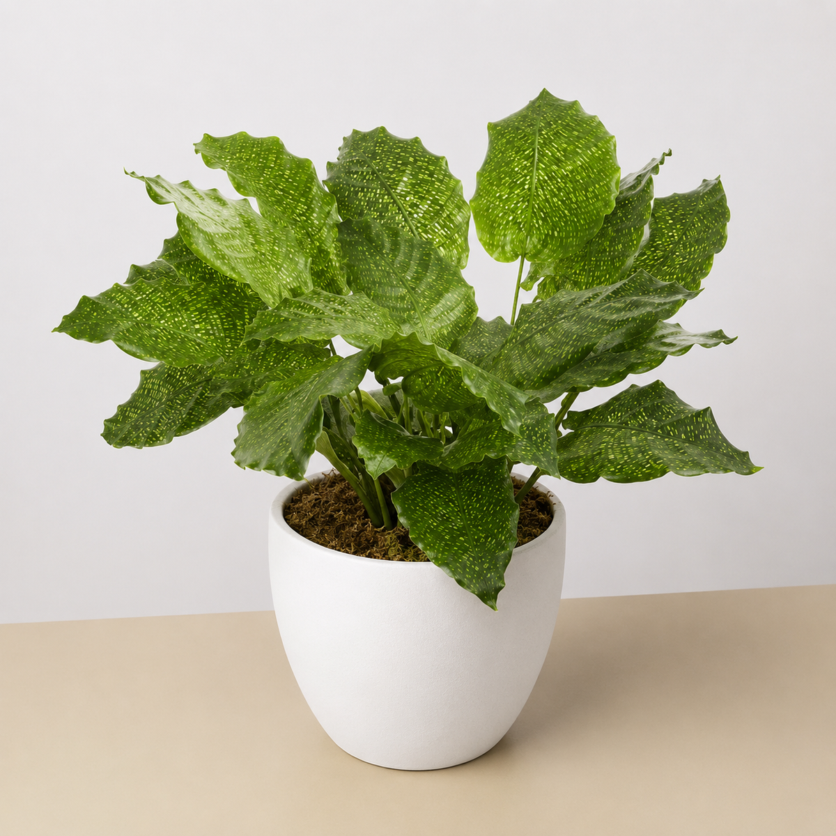 Calathea 'Musaica', view 3